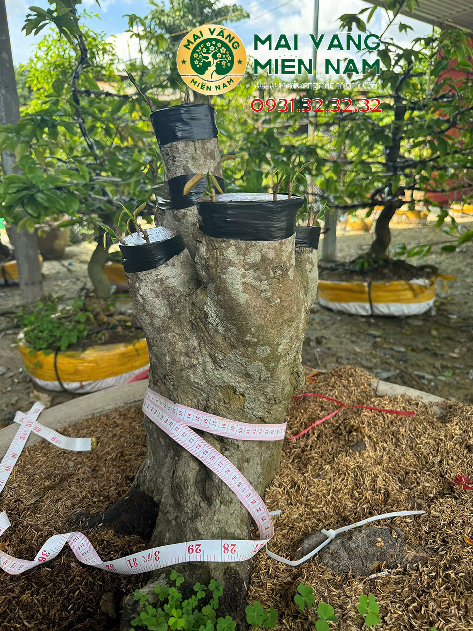 Mai Vàng Ghép Siêu Bônh Bình Lợi Hoành 58cm, Cao 55cm