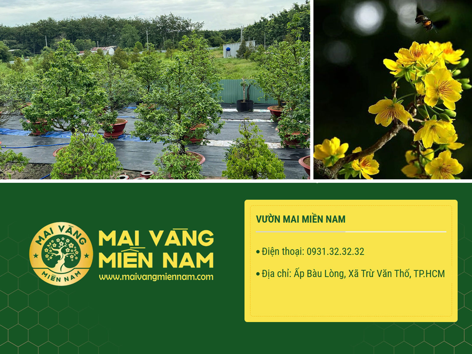 Địa Chỉ Mua Mai Vàng Tại Hồ Chí Minh Chọn Vườn Uy Tín Và đảm Bảo Chất Lượng