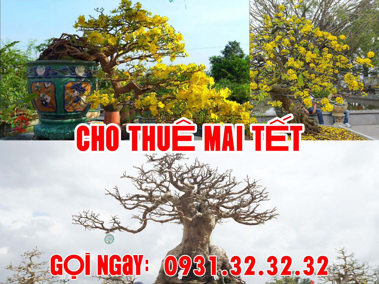 Cho Thuê Mai Tết – Mai Vàng Chưng Tết Uy Tín Tại Vườn Mai Miền Nam