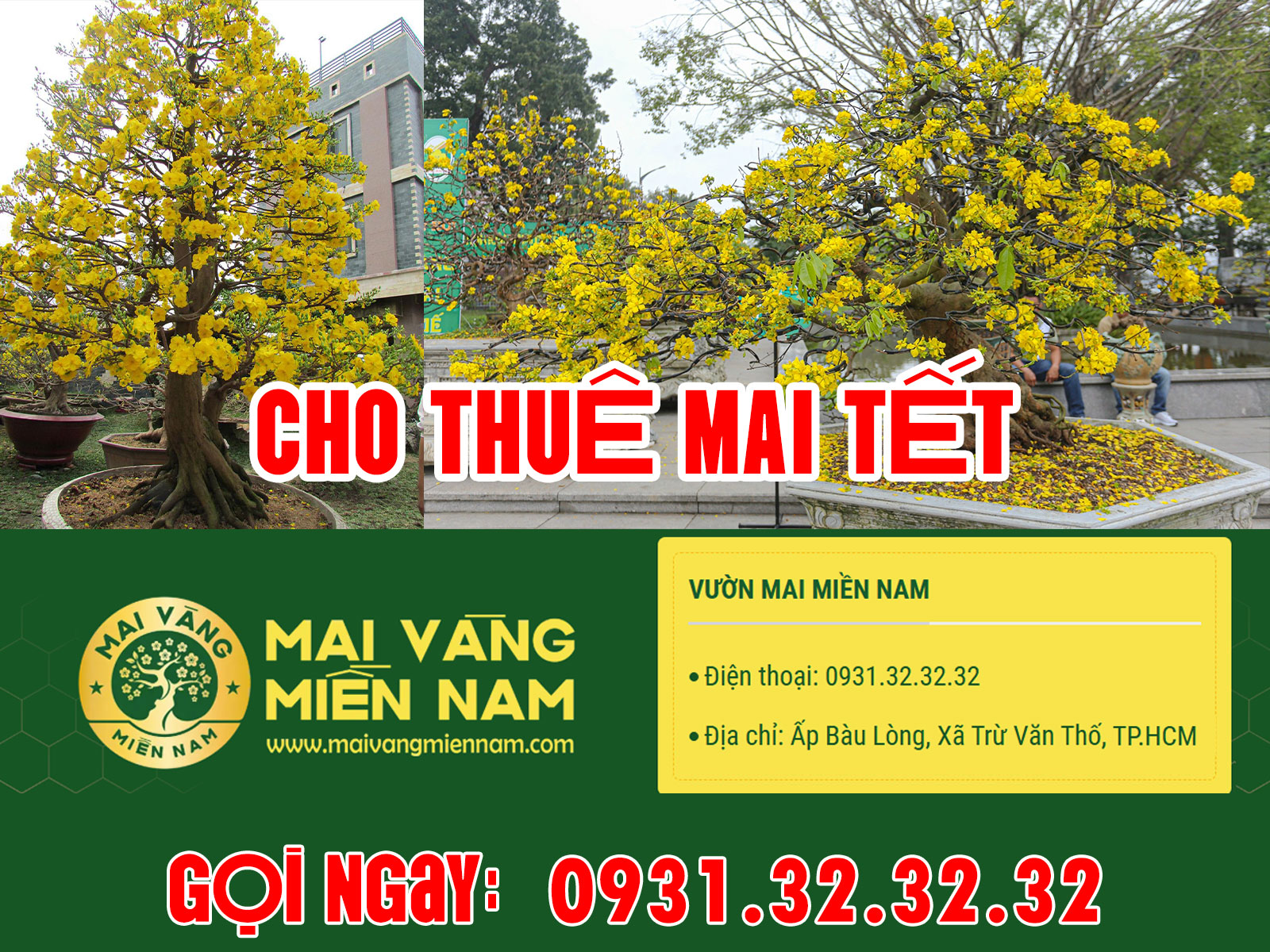 Cho Thuê Mai Tết – Mai Vàng Chưng Tết Uy Tín Tại Vườn Mai Miền Nam