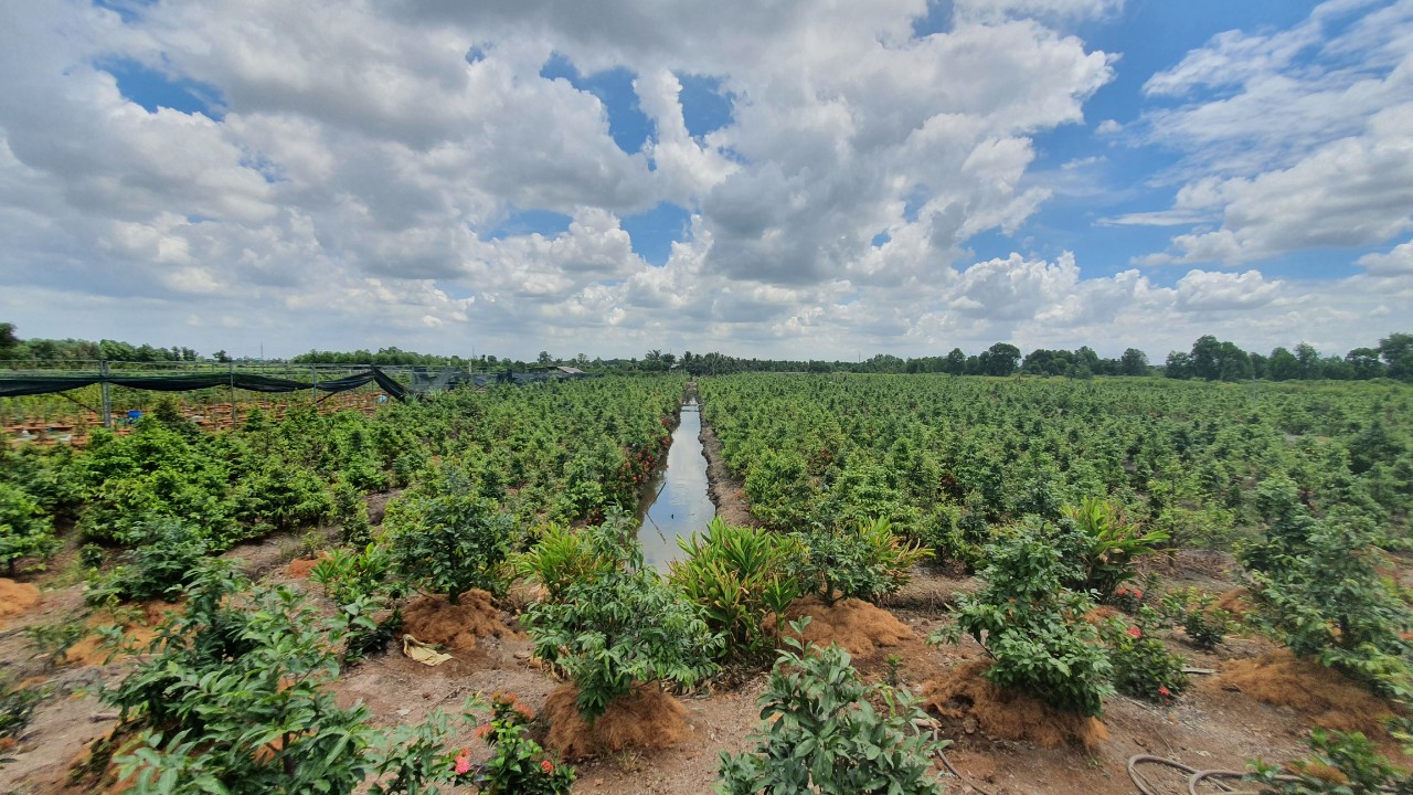 Hướng Dẫn Cách Trồng Mai Vàng Ngoài đất Giúp Cây Phát Triển Khỏe Mạnh Và Ra Hoa đúng Tết