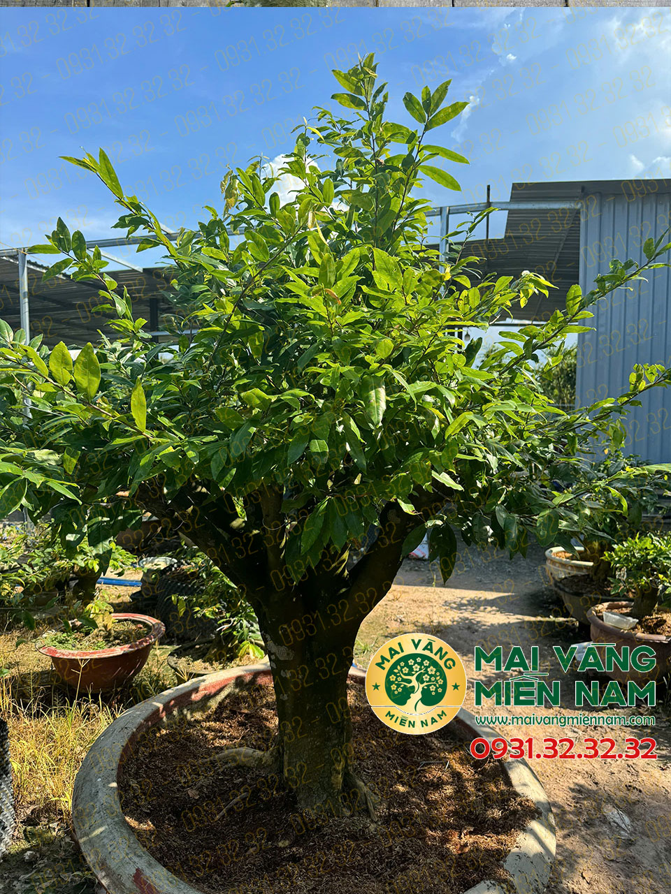 Gốc Mai Vàng Hoành 74, Cao 1m7 – Dáng đẹp, đẳng Cấp