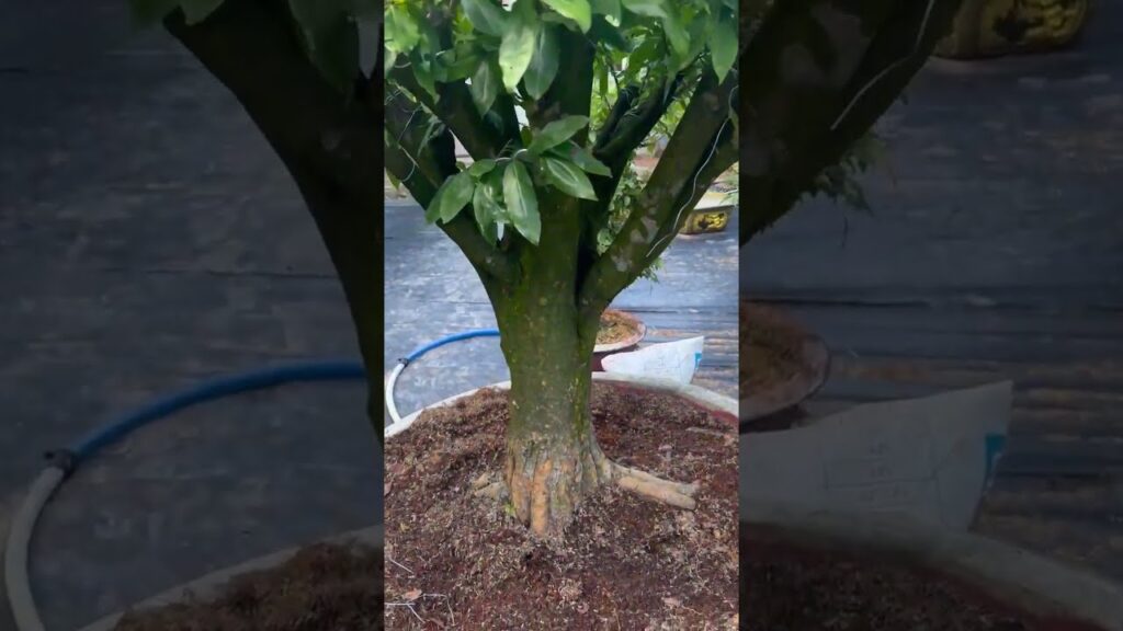 Gốc mai vàng hoành 74