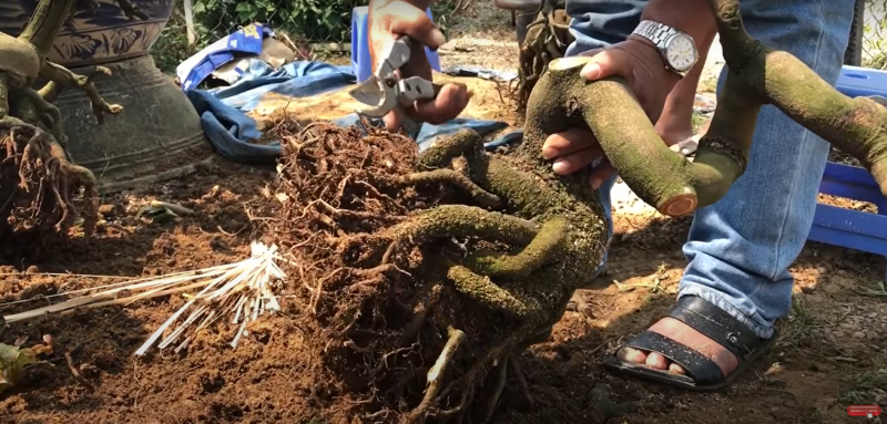 Lam Lai Bo Re Cho Cay Bonsai