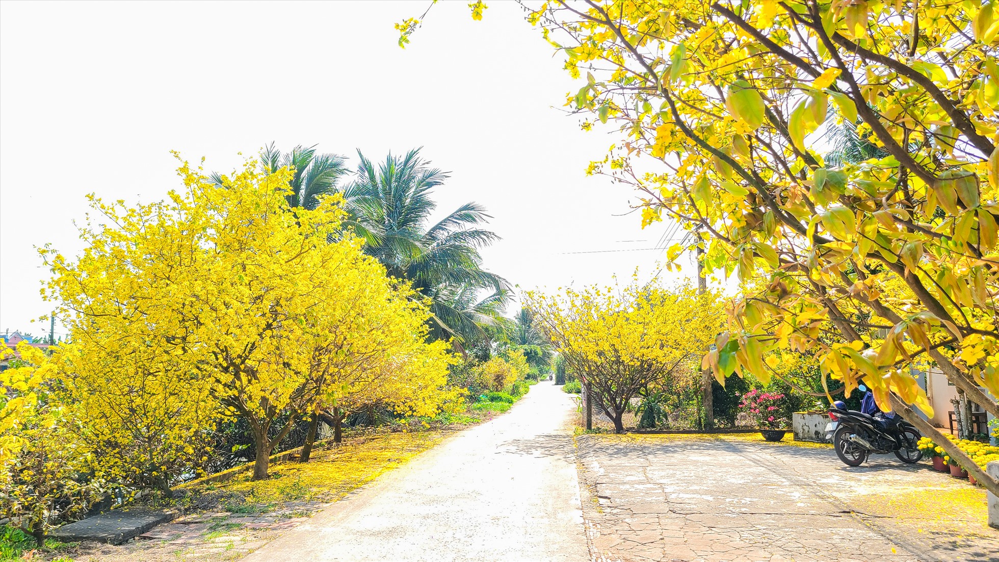 Khám Phá Kỹ Thuật Chăm Sóc Mai Vàng Miền Tây Nổi Tiếng