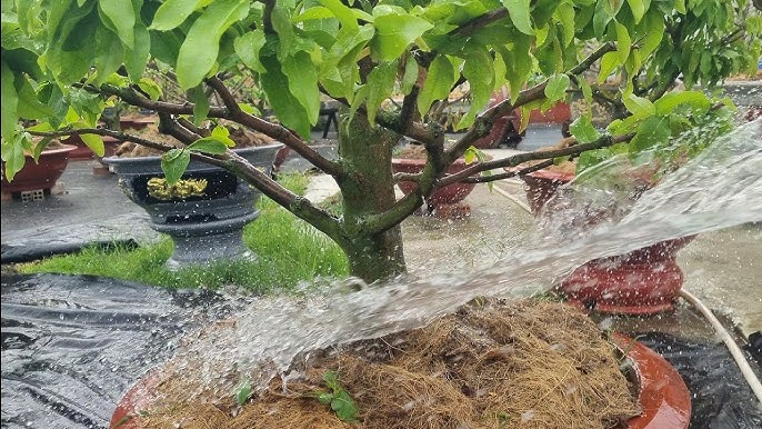 Hướng Dẫn Cách Tưới Nước Cho Mai Vàng Đúng Kỹ Thuật Ra Hoa Mùa Tết