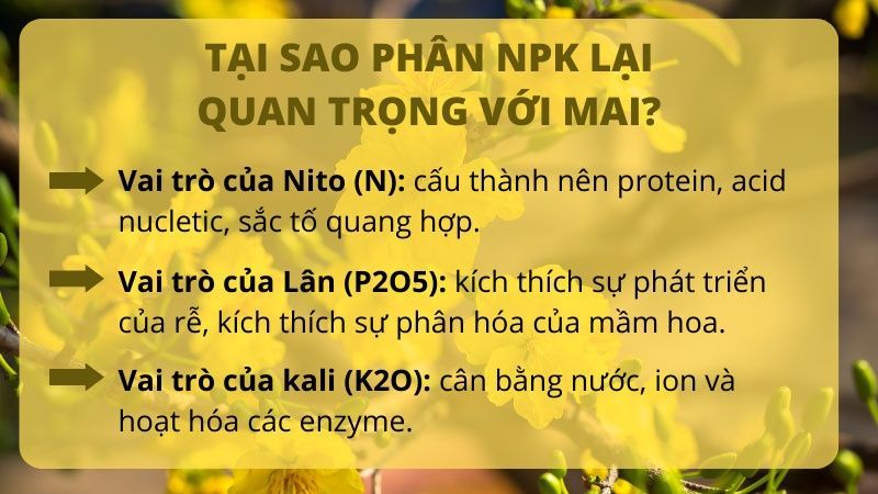 Hướng Dẫn Bón Phân Cho Mai Vàng đúng Cách Giúp Cây Khỏe Hoa đẹp 2 Hướng Dẫn Bón Phân Cho Mai Vàng đúng Cách Giúp Cây Khỏe Hoa đẹp