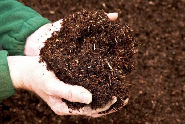 Hướng Dẫn Bón Phân Cho Mai Vàng đúng Cách Giúp Cây Khỏe, Hoa Nở đúng Tết 1 Hướng Dẫn Bón Phân Cho Mai Vàng đúng Cách Giúp Cây Khỏe, Hoa Nở đúng Tết