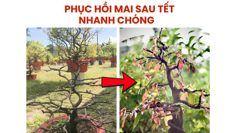 Chăm Sóc Mai Sau Tết – Giữ Sức Khỏe Cho Cây Mai Những Năm Sau.
