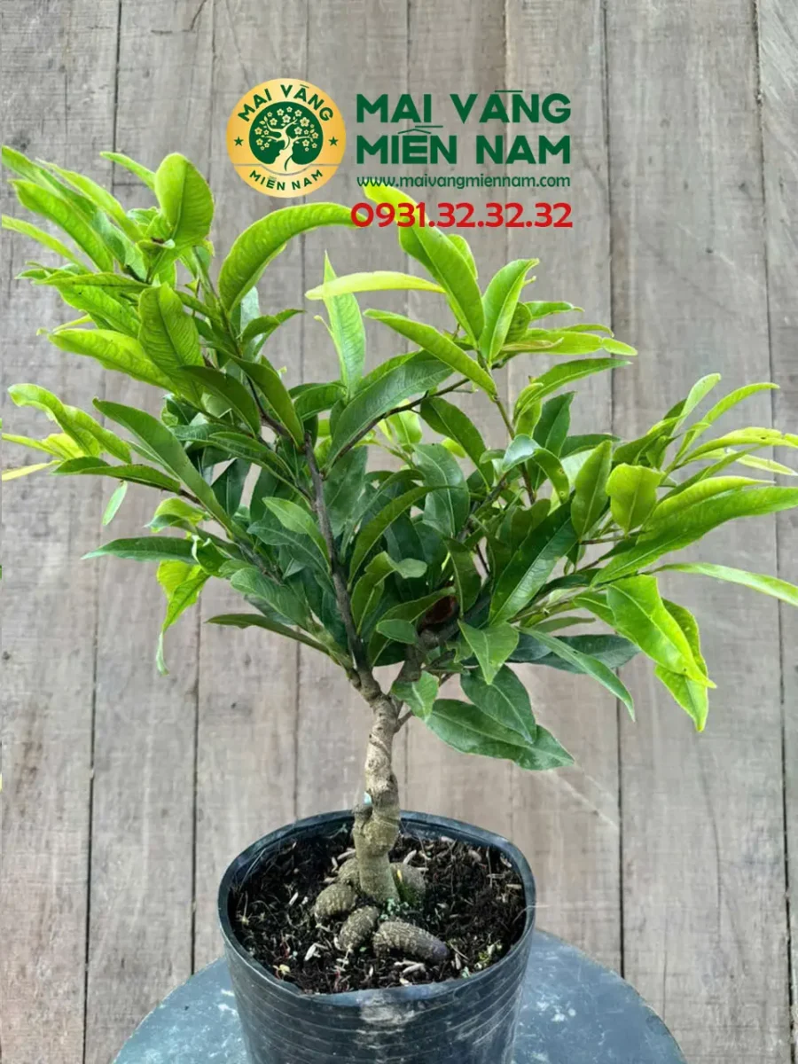 Mai Cúc Thọ Hương – Mai độc đáo Có Hương Thơm