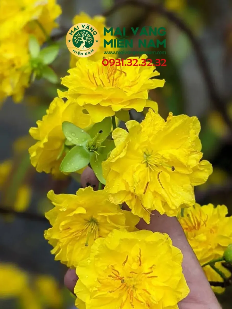 Mai Cúc Thọ Hương – Mai độc đáo Có Hương Thơm