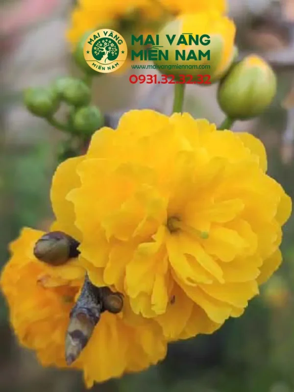 Mai Cúc Thọ Hương – Mai độc đáo Có Hương Thơm