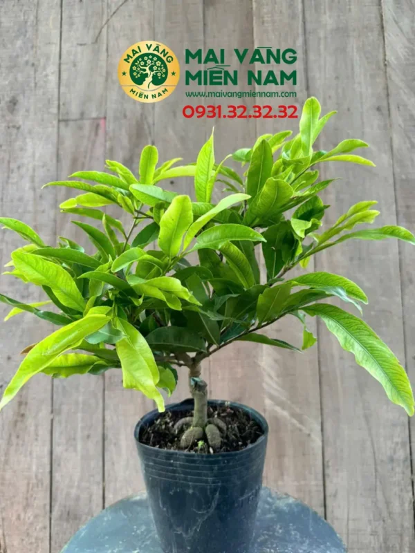 Mai Cúc Thọ Hương – Mai độc đáo Có Hương Thơm