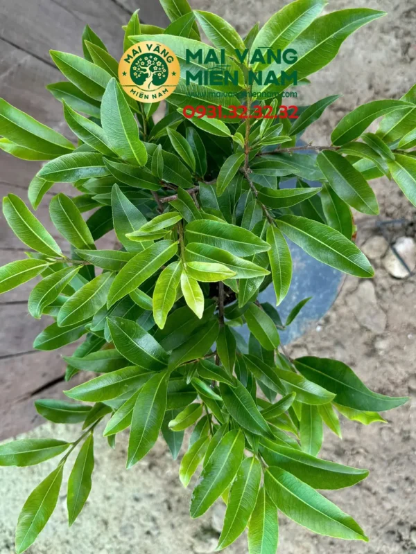 Mai Giảo Siêu Nụ – Hoa To, Cánh Dày Và Lâu Tàn