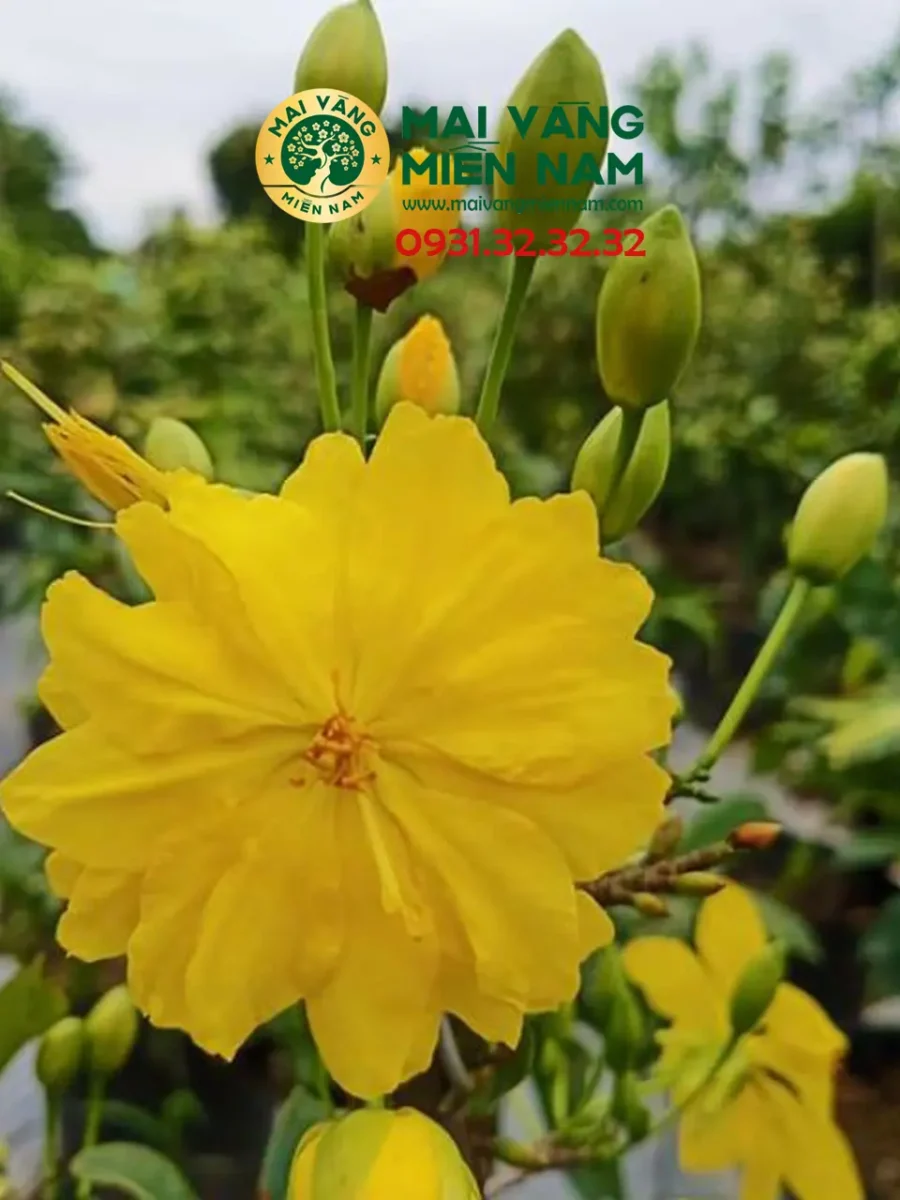 Mai Giảo Siêu Nụ – Hoa To, Cánh Dày Và Lâu Tàn