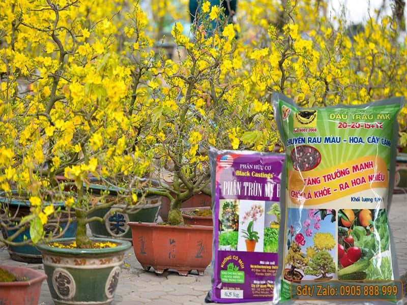 Hướng Dẫn Bón Phân Cho Mai Vàng đúng Cách Giúp Cây Khỏe, Hoa Nở đúng Tết