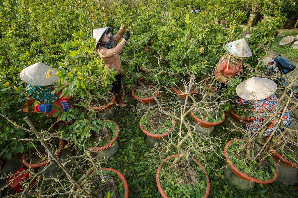 Cách Lặt Lá Mai để Ra Hoa đúng Tết – Bí Quyết Chơi Mai Nên Xem.