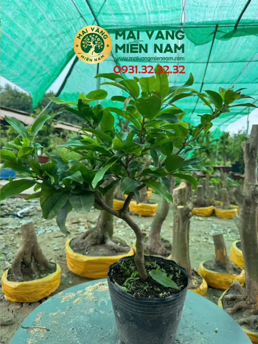 Mai Giảo Nhung – Hoa To, Hương Thơm Đặc Trưng