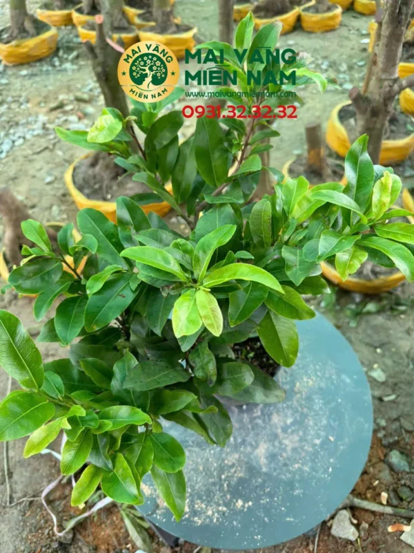 Mai Giảo Nhung – Hoa To, Hương Thơm Đặc Trưng