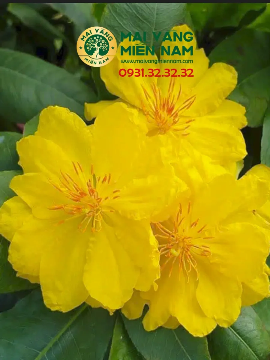 Mai Giảo Nhung – Hoa To, Hương Thơm Đặc Trưng
