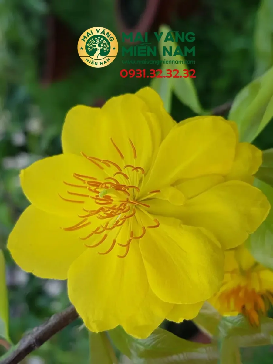 Mai Giảo Nhung – Hoa To, Hương Thơm Đặc Trưng