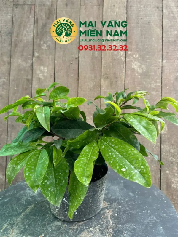 Mai Giảo Nhung – Hoa To, Hương Thơm Đặc Trưng