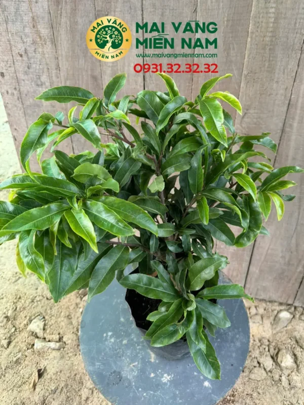 Mai Giảo Phú Tân – Sai Bông Và Nở Rộ đúng Tết