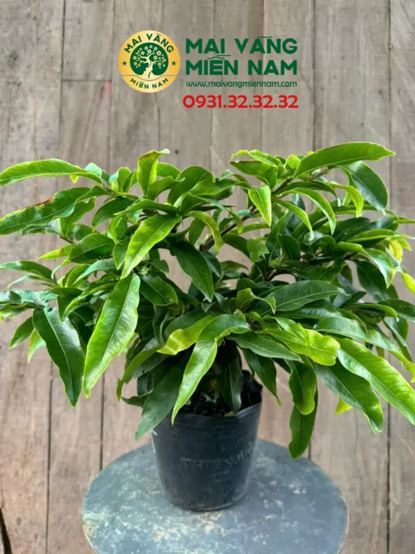 Mai Giảo Phú Tân – Sai Bông Và Nở Rộ đúng Tết