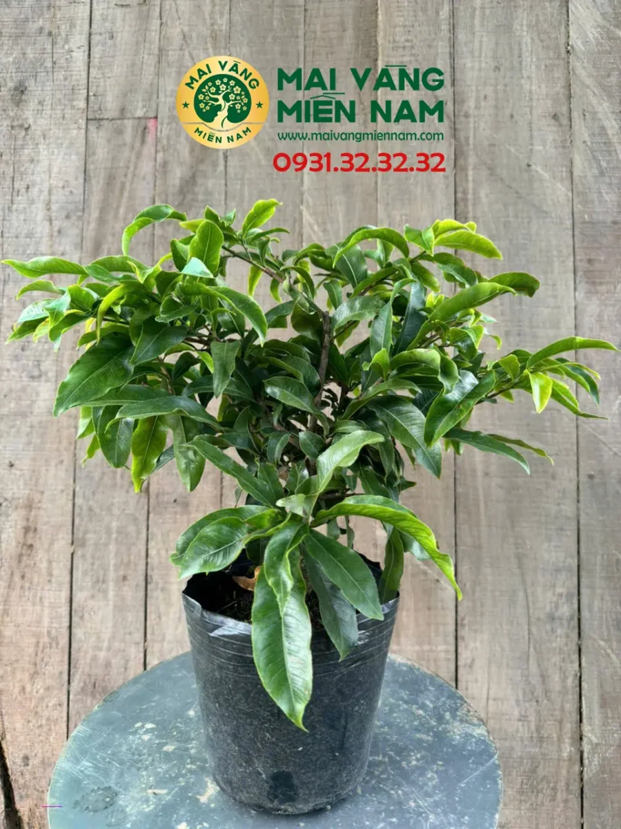 Mai Giảo Phú Tân – Sai Bông Và Nở Rộ đúng Tết