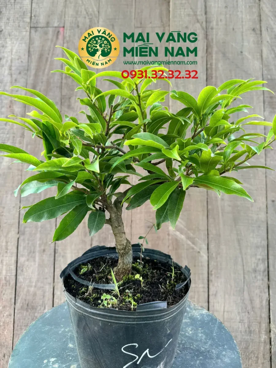 Mai Giảo Siêu Nụ – Hoa To, Cánh Dày Và Lâu Tàn