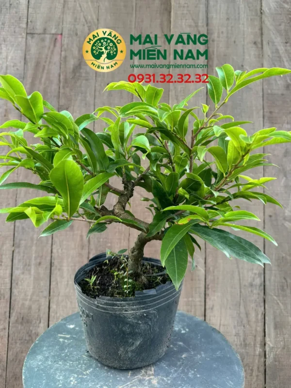 Mai Giảo Siêu Nụ – Hoa To, Cánh Dày Và Lâu Tàn