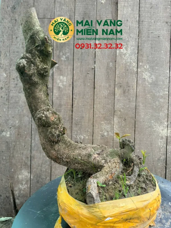 Gốc Mai Phôi Hoành 23cm