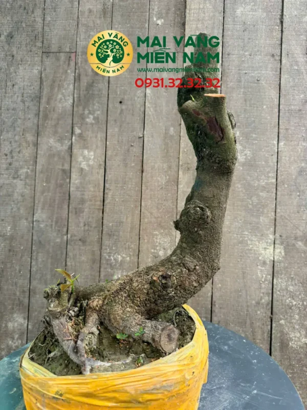 Gốc Mai Phôi Hoành 23cm