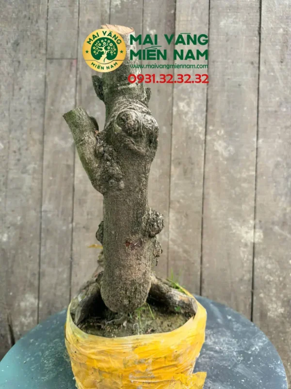 Gốc Mai Phôi Hoành 23cm