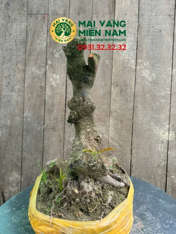 Gốc Mai Phôi Hoành 23cm