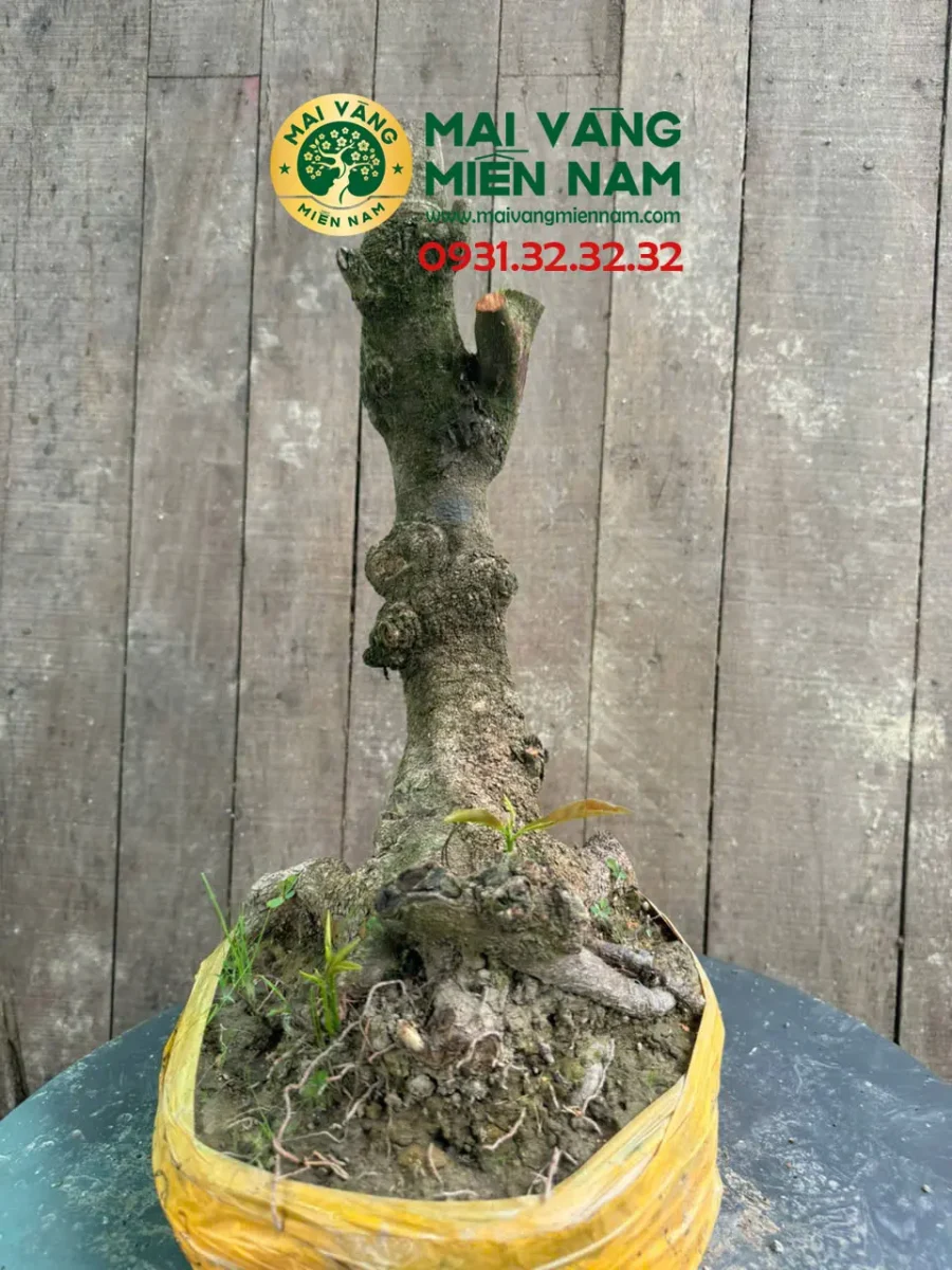 Gốc Mai Phôi Hoành 23cm