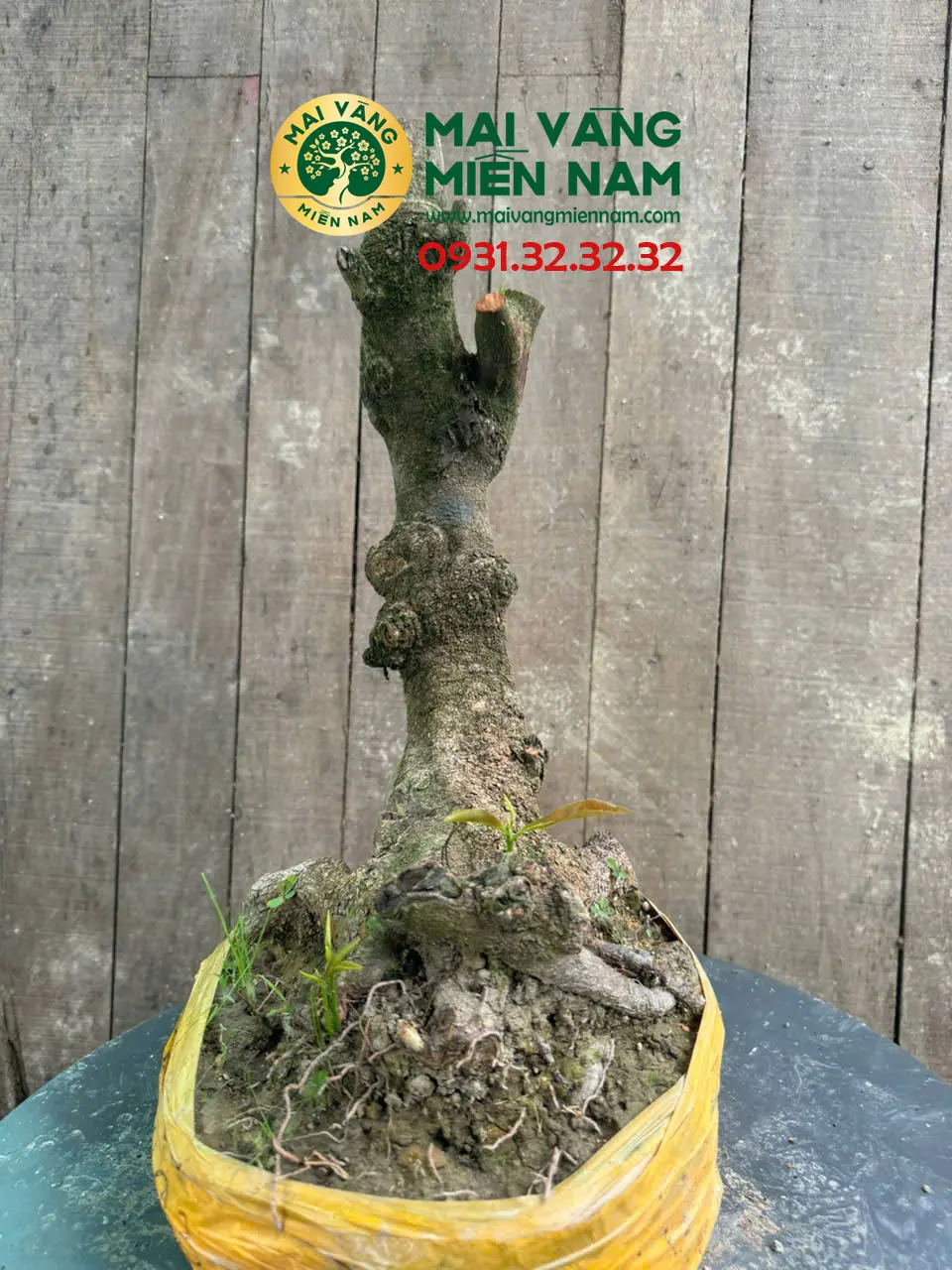 Gốc Mai Phôi Hoành 23cm 10 Gốc Mai Phôi Hoành 23cm