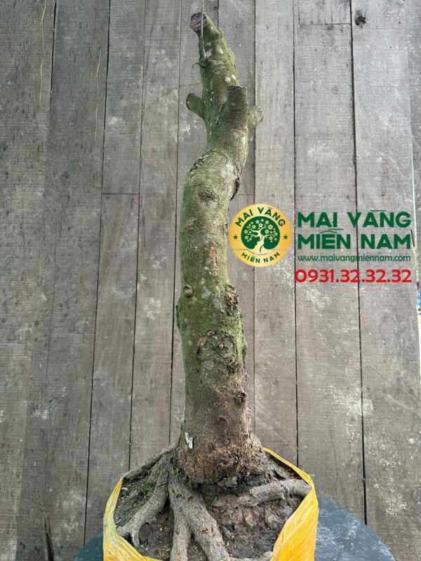 Gốc Mai Phôi Hoành 33cm – Dáng Lớn, Đẹp