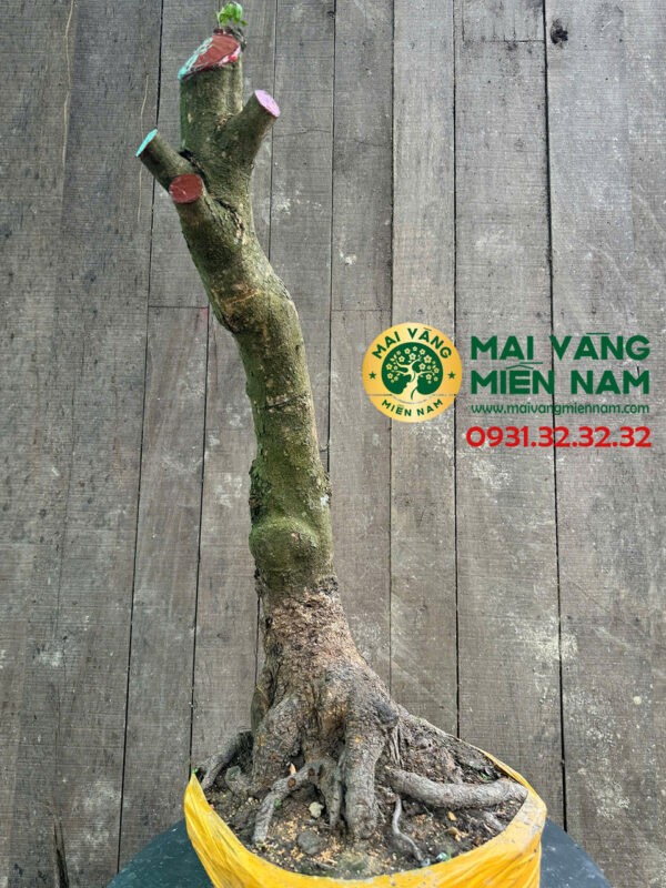 Gốc Mai Phôi Hoành 33cm – Dáng Lớn, Đẹp