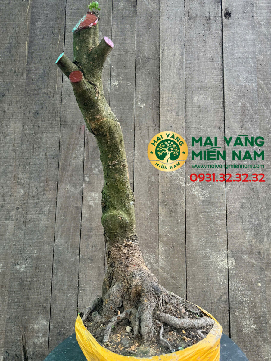 Gốc Mai Phôi Hoành 33cm – Dáng Lớn, Đẹp