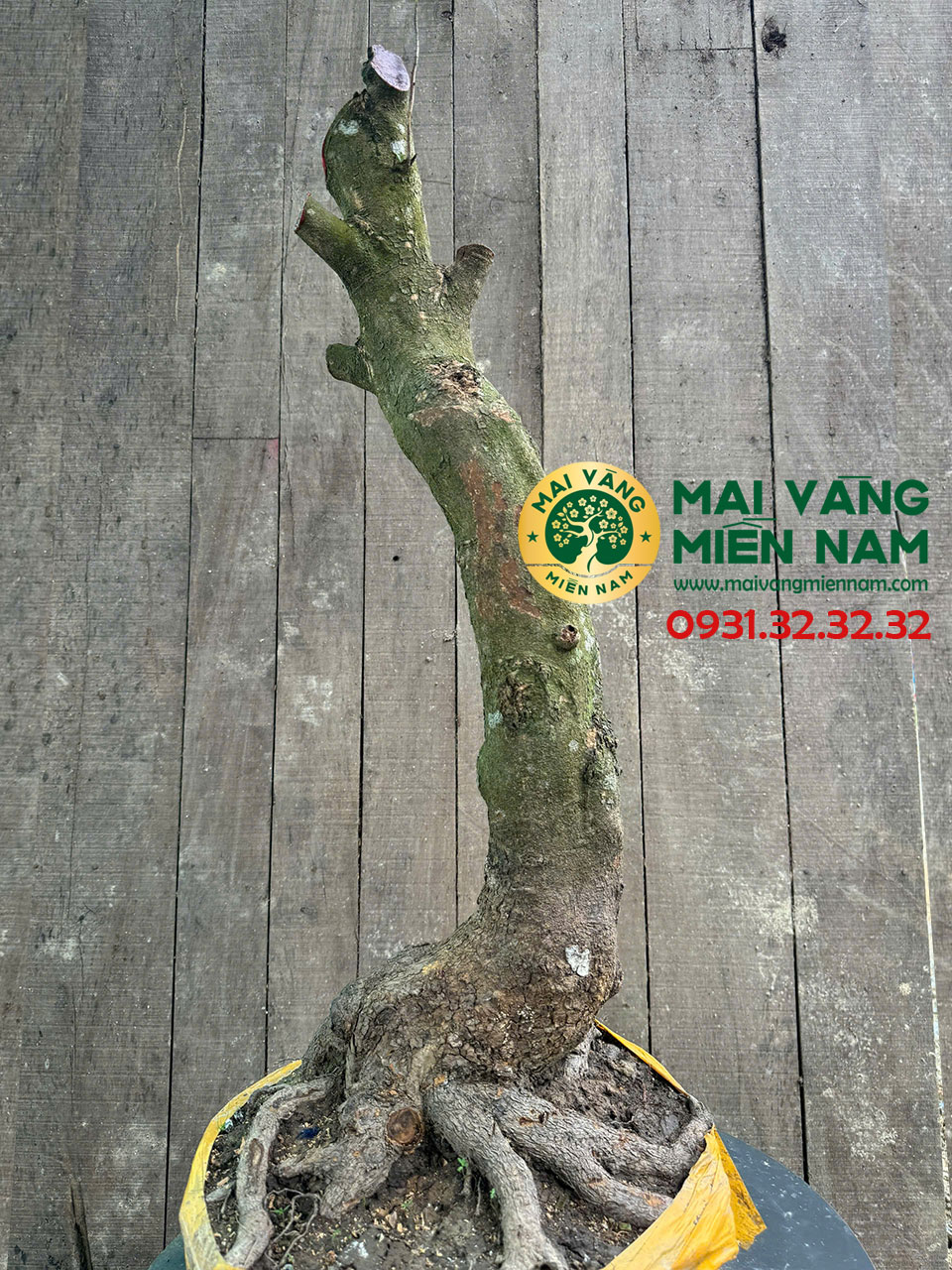 Gốc Mai Phôi Hoành 33cm – Dáng Lớn, Đẹp 10 Gốc Mai Phôi Hoành 33cm – Dáng Lớn, Đẹp
