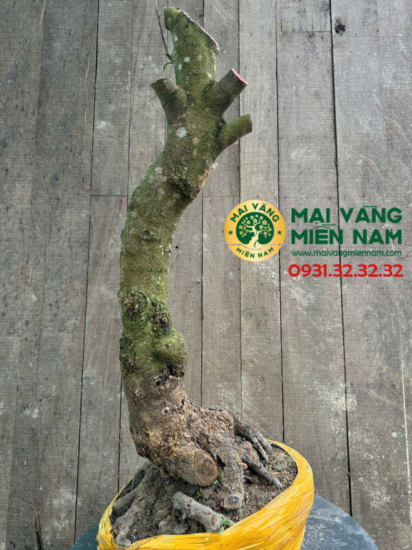 Gốc Mai Phôi Hoành 33cm – Dáng Lớn, Đẹp