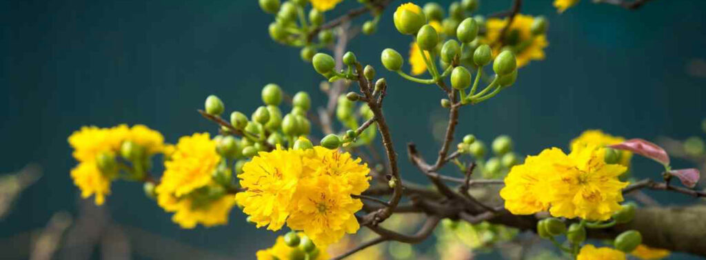 Mai vàng Miền Nam 3 Mai vàng Miền Nam