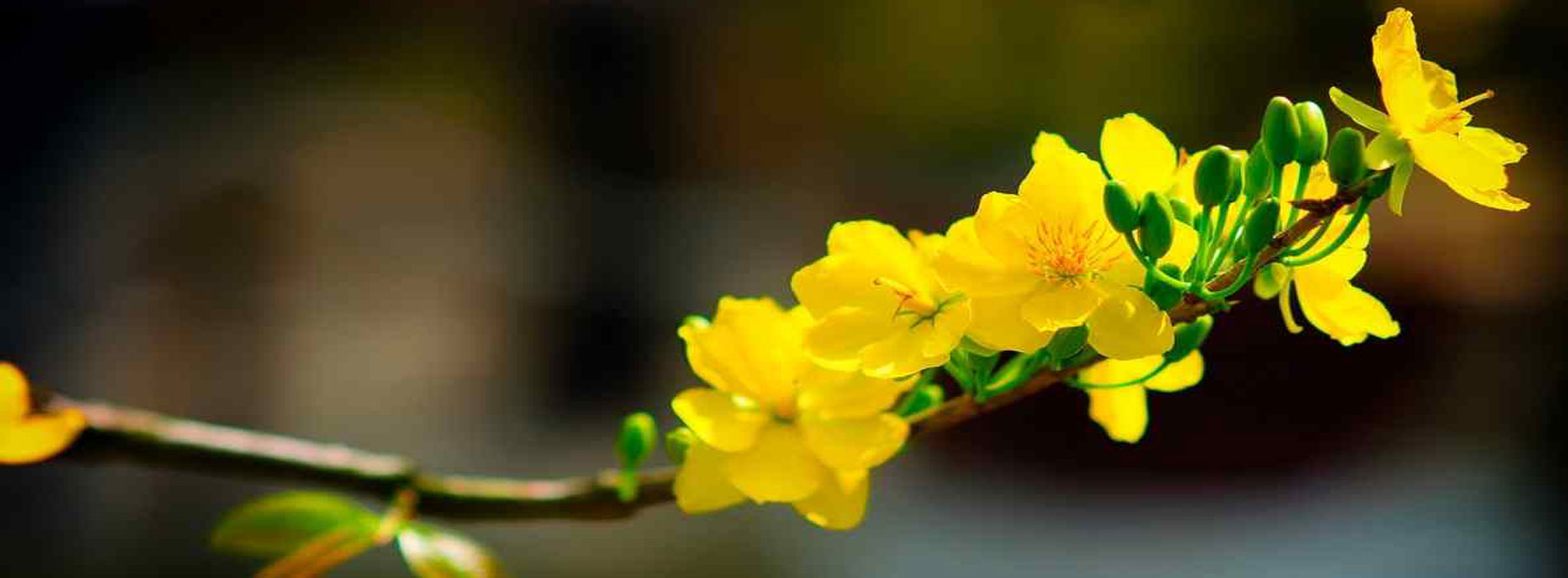 Mai vàng Miền Nam 7 Mai vàng Miền Nam