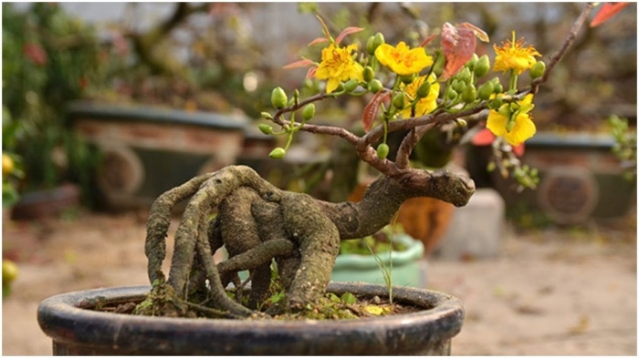 mai bonsai , chăm mai sau tết