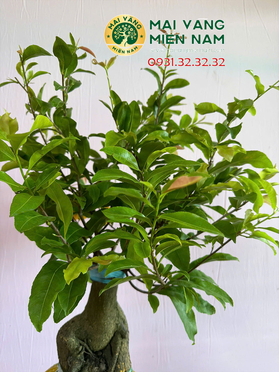 Cây mai giống ghép
