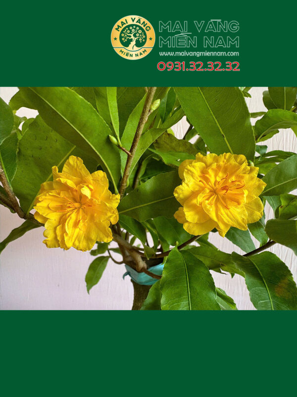 Cúc Đổi Màu: Vẻ Đẹp Kỳ Diệu Biến Hóa Theo Thời Gian