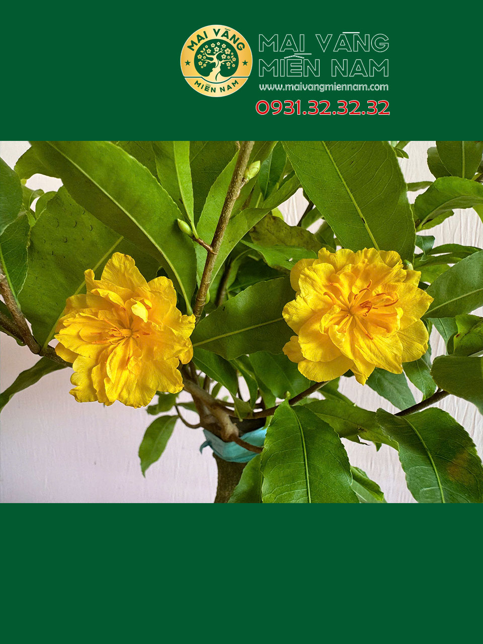 Cúc Đổi Màu: Vẻ Đẹp Kỳ Diệu Biến Hóa Theo Thời Gian 10 Cúc Đổi Màu: Vẻ Đẹp Kỳ Diệu Biến Hóa Theo Thời Gian