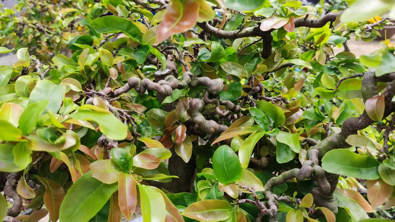 Giống Mai Tự Xoắn: Đặc điểm, Cách Chăm Sóc Và Bí Quyết Giữ Dáng đẹp