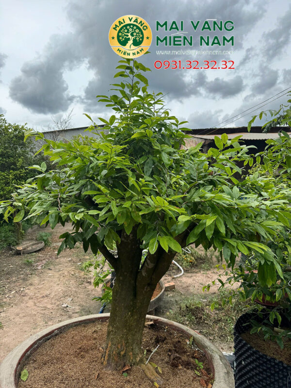 Gốc Mai Tàng Dù Hoành 72cm, Cao 1m6